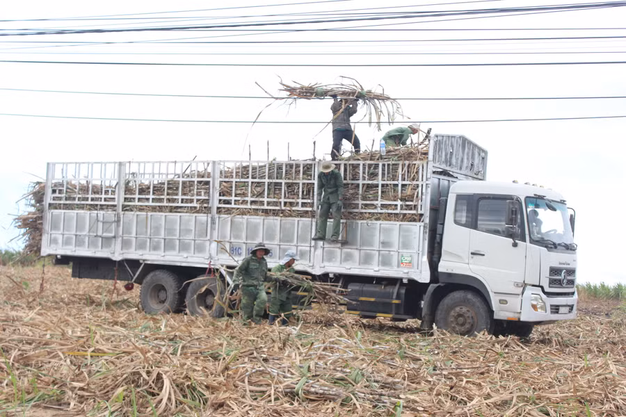 Các HTX tham gia vận chuyển mía cho người dân. Ảnh: Nguyễn Diệp