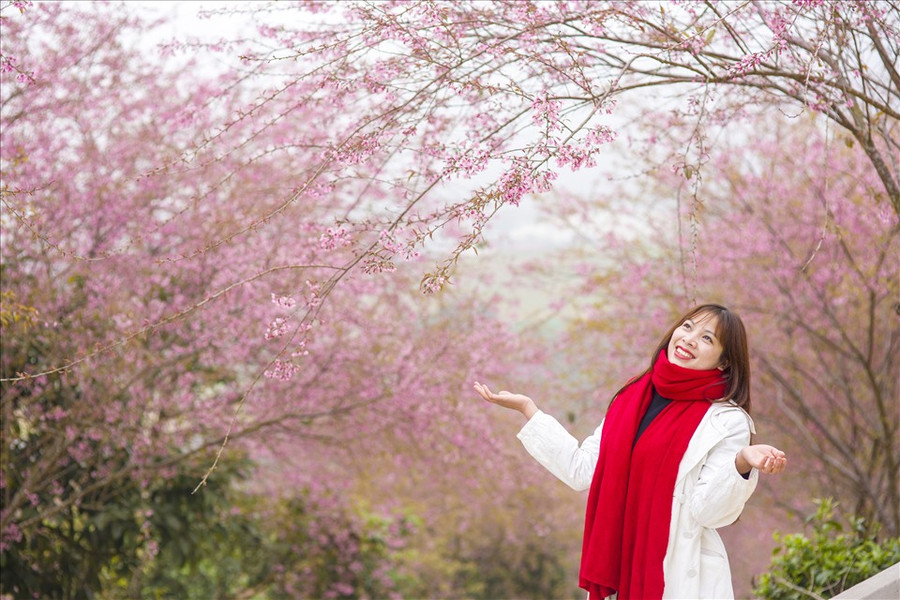 Một số khu vực nhiều mai anh đào được các bạn trẻ yêu thích nhất ở Mộc Châu là: dốc Tân Cương hướng đi vào đồi chè trái tim Mộc Châu, Công an huyện, Resort Thảo Nguyên Mộc Châu,… (Ảnh: Viết Nguyên) Một số khu vực nhiều mai anh đào được các bạn trẻ yêu thích nhất ở Mộc Châu là: dốc Tân Cương hướng đi vào đồi chè trái tim Mộc Châu, Công an huyện, Resort Thảo Nguyên Mộc Châu,… (Ảnh: Viết Nguyên)