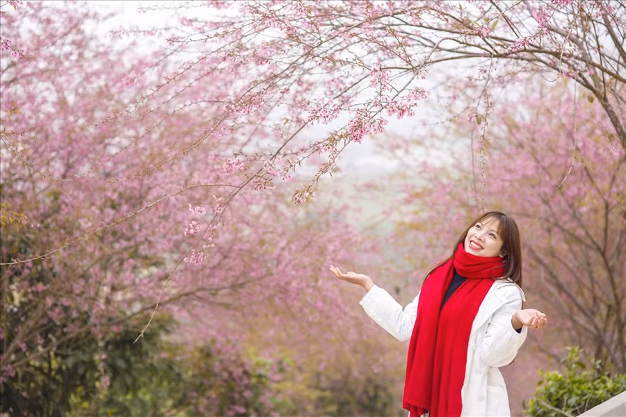 Một số khu vực nhiều mai anh đào được các bạn trẻ yêu thích nhất ở Mộc Châu là: dốc Tân Cương hướng đi vào đồi chè trái tim Mộc Châu, Công an huyện, Resort Thảo Nguyên Mộc Châu,… (Ảnh: Viết Nguyên)