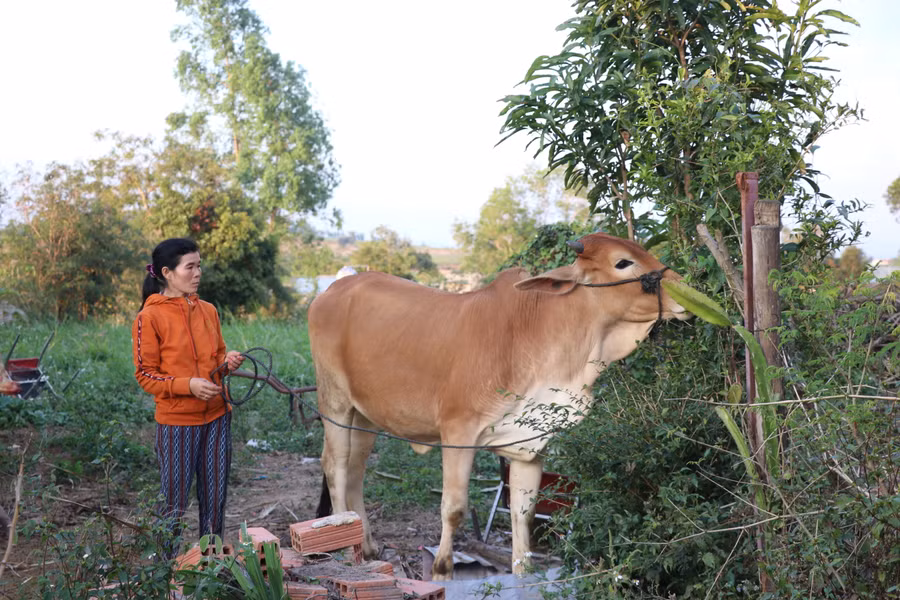 Gia đình chị Phạm Thị Gọn (thôn 4, xã Thành An, thị xã An Khê) được hỗ trợ bò sinh sản để phát triển chăn nuôi. Ảnh: Ngọc Minh