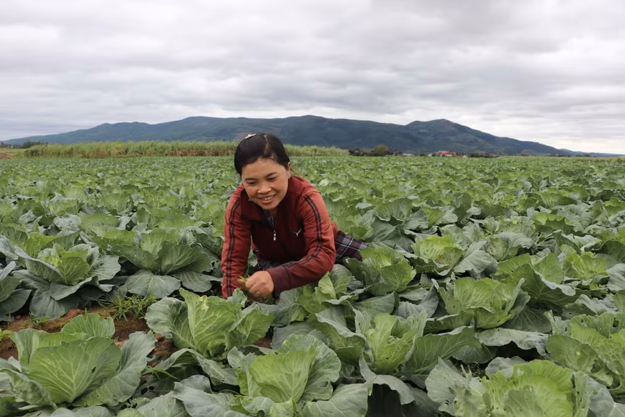 Nhờ nguồn Quỹ HTND, gia đình chị Phạm Thị Ngọc Châu (xã Tân An, huyện Đak Pơ) đã trồng rau màu, cho thu nhập ổn định. Ảnh: Ngọc Minh