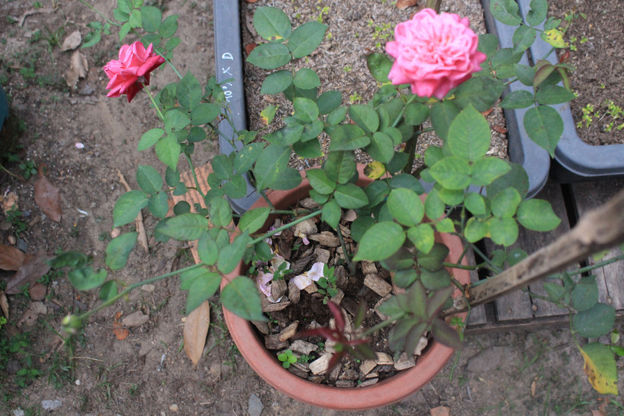 Với đất trồng hoa, phù hợp nhất dành cho hoa hồng, đồng tiền, cẩm chướng, hoa ly… Đất trồng này được bổ sung các chế phẩm sinh học giúp ngăn ngừa bệnh do nấm vùng rễ gây ra, ngừa sâu bệnh, sùng đất phá hoại rễ cây.  Với đất trồng hoa, phù hợp nhất dành cho hoa hồng, đồng tiền, cẩm chướng, hoa ly… Đất trồng này được bổ sung các chế phẩm sinh học giúp ngăn ngừa bệnh do nấm vùng rễ gây ra, ngừa sâu bệnh, sùng đất phá hoại rễ cây.