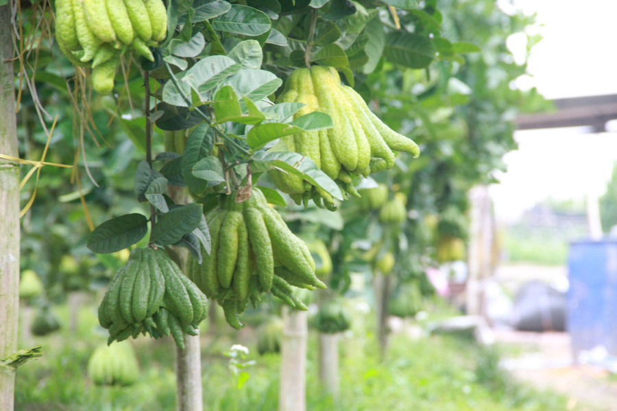 Những trái phật thủ đẹp mắt, mang lại may mắn cho các gia đình dịp đầu năm mới được kết tinh từ phù sa ngọt mát, từ sự chịu thương chịu khó, từ tình yêu đất, yêu cây của người dân nơi đây.