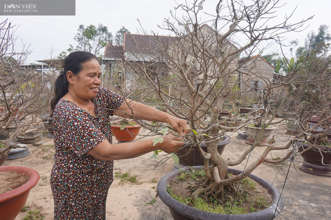 Vườn mai gần 200 chậu của bà Nguyễn Thị Hải ít búp, dự đoán nở sau Tết.  Vườn mai gần 200 chậu của bà Nguyễn Thị Hải ít búp, dự đoán nở sau Tết.