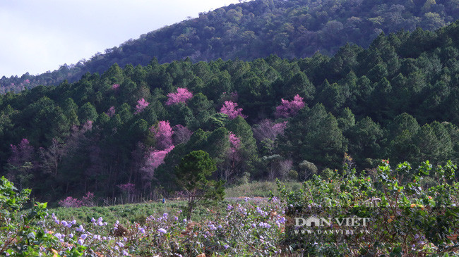 Những cây mai anh đào rở rộ xen giữa màu xanh của rừng thông như tô điểm thêm vẻ đẹp của mùa xuân. Điều này cũng như điểm nhấn, điều níu chân du khách khi đến huyện Lạc Dương tham quan, du lịch. Ảnh: Văn Long.