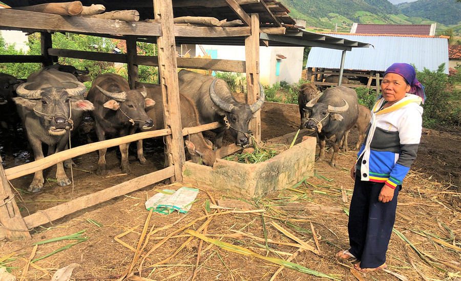  Nhờ nuôi trâu, gia đình bà Lý Thị Bình (làng Cao Lạng, xã Tơ Tung, huyện Kbang) ngày càng khá giả. Ảnh: Đinh Yến