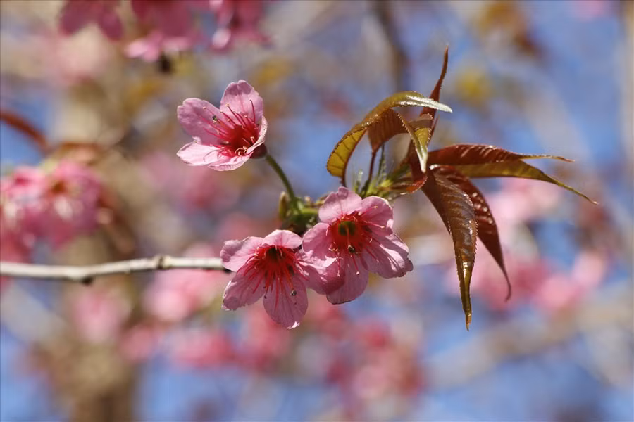 Những bông hoa Tớ Dày xinh đẹp.