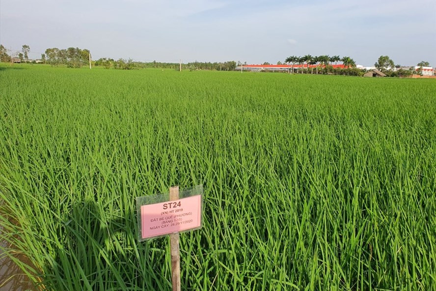 Những cánh đồng lúa chất lượng cao cho giá trị xuất khẩu lớn. Ảnh: Xuân Ân Những cánh đồng lúa chất lượng cao cho giá trị xuất khẩu lớn. Ảnh: Xuân Ân