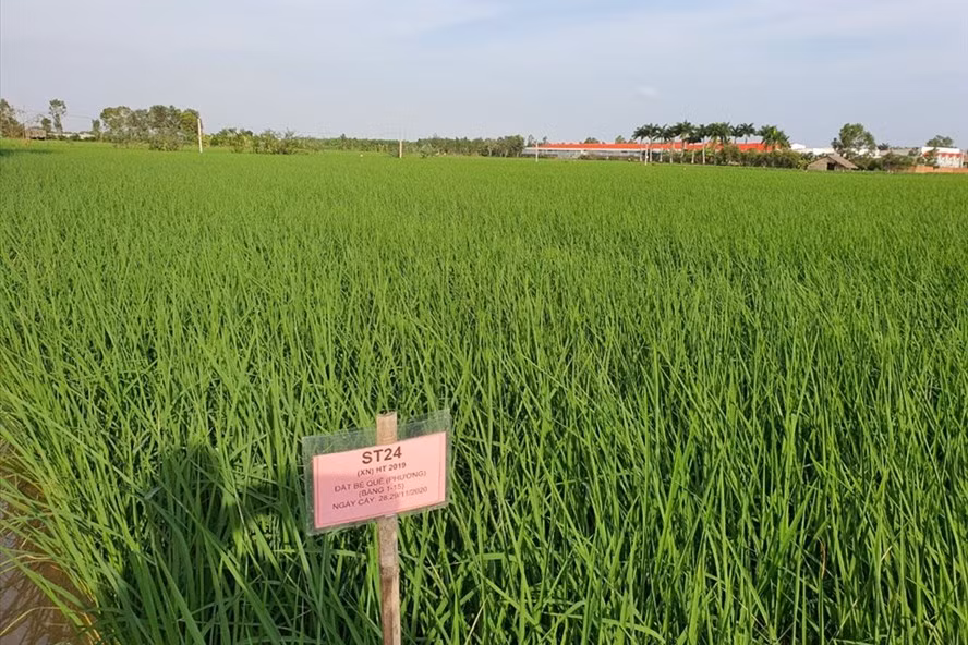 Những cánh đồng lúa chất lượng cao cho giá trị xuất khẩu lớn. Ảnh: Xuân Ân