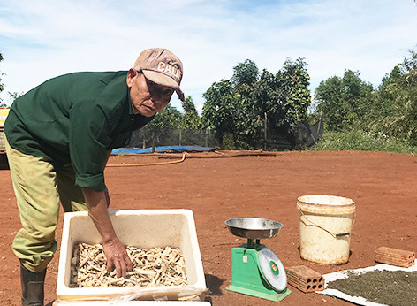 Cây đinh lăng và các loại cây lá thảo dược phơi khô dùng làm thức ăn cho gà. Ảnh: Nguyễn Diệp