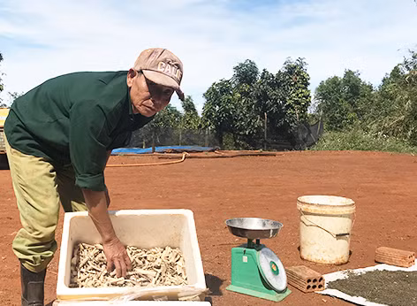 Cây đinh lăng và các loại cây lá thảo dược phơi khô dùng làm thức ăn cho gà. Ảnh: Nguyễn Diệp