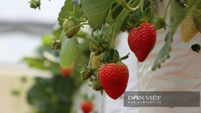 Toàn bộ số dâu tây được anh Định đóng gói cho khách hàng là dâu tây Mỹ Albion, được trồng theo tiêu chuẩn VietGAP. Đến thời điểm hiện tại, anh Định đã bán được khoảng 300 chậu dâu tây chưng Tết cho khách hàng.