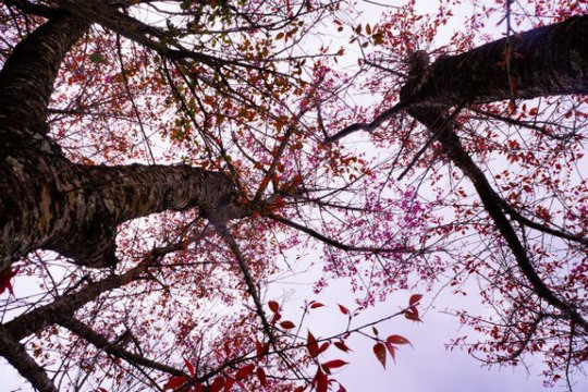 Những gốc Tớ Dày cổ thụ.