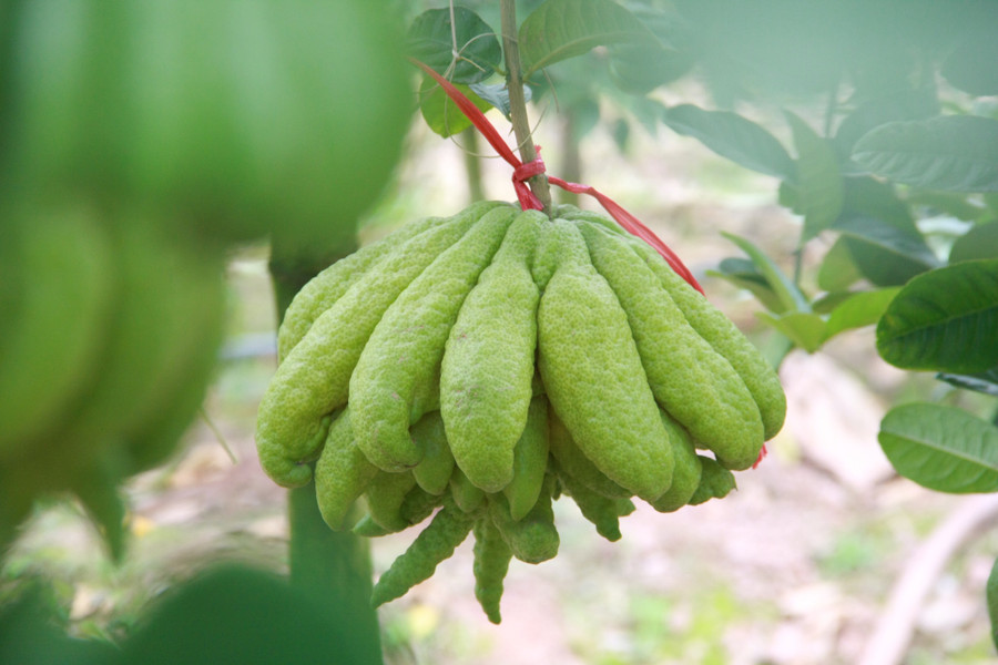  Theo chị Mai – Một người trồng phật thủ lâu năm cho biết: 