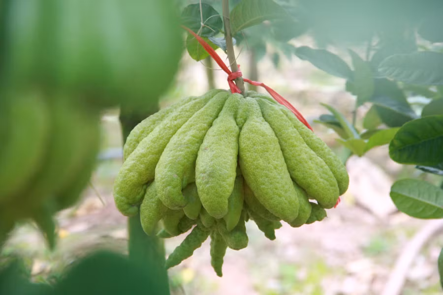  Theo chị Mai – Một người trồng phật thủ lâu năm cho biết: 