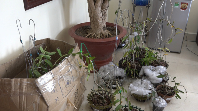 Nhiều chậu phong lan đột biến có giá trị được cơ quan thu giữ. Nhiều chậu phong lan đột biến có giá trị được cơ quan thu giữ.