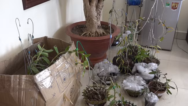 Nhiều chậu phong lan đột biến có giá trị được cơ quan thu giữ.