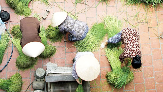 Mùa cốm xanh về - Ảnh: LƯU QUANG PHỔ