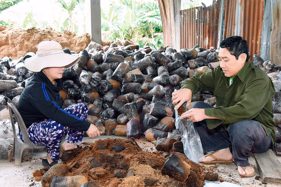 6.Với tính chăm chỉ làm lụng, tích cực tìm tòi, áp dụng khoa học kỹ thuật vào trồng nấm, nên mô hình của anh Tín, đã từng bước phát triển đưa lại hiệu quả kinh tế cao; mỗi năm trừ chi phí bán mấm còn lãi 50 đến 60 triệu đồng, kinh tế của gia đình anh từng bước được ổn định và khá lên. Anh Trần Quốc Tín, hội viên xã An Tân cho biết: 