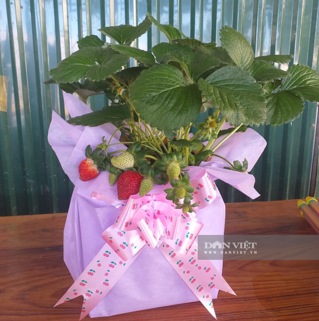 Một chậu dâu tây được anh Định đóng gói cho khách hàng vào ngày 20/10.
