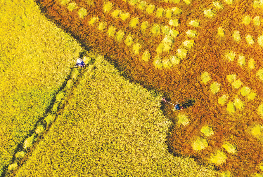 Nông dân thu hoạch lúa. Ảnh: Hoàng Quốc Vĩnh