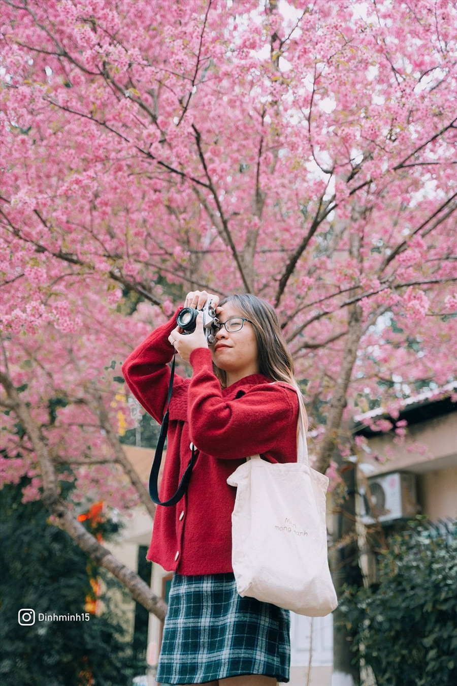 Mai anh đào vẫn chưa được trồng phổ biến ở Mộc Châu, mới chỉ xuất hiện ở một số nơi. Vì vậy, du khách đến đây đều thích thú vẻ đẹp rực rỡ của loài hoa này. (Ảnh: Đình Minh) Mai anh đào vẫn chưa được trồng phổ biến ở Mộc Châu, mới chỉ xuất hiện ở một số nơi. Vì vậy, du khách đến đây đều thích thú vẻ đẹp rực rỡ của loài hoa này. (Ảnh: Đình Minh)