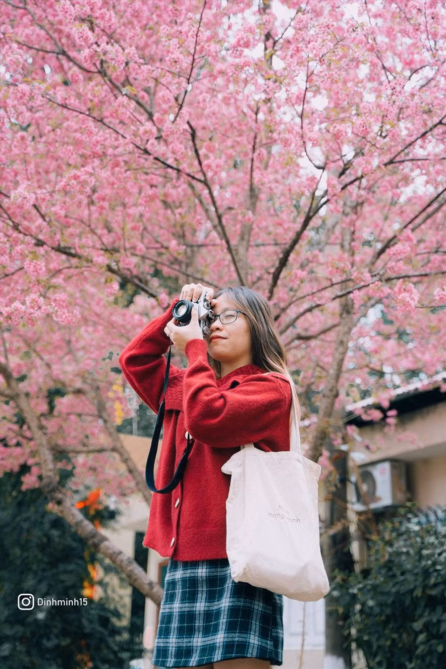 Mai anh đào vẫn chưa được trồng phổ biến ở Mộc Châu, mới chỉ xuất hiện ở một số nơi. Vì vậy, du khách đến đây đều thích thú vẻ đẹp rực rỡ của loài hoa này. (Ảnh: Đình Minh)