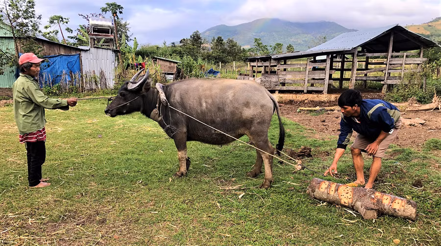 Ông Bri cùng con trai vực trâu tập kéo cày. Ảnh: Đinh Yến Ông Bri cùng con vực trâu làm sức kéo. Ảnh: Đinh Yến