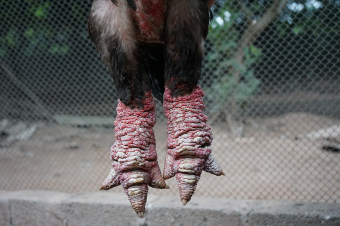 Với đôi chân vay to độc đáo, sản phẩm gà Đông Tảo tại trang trại của anh Vũ nhiều lần được xuất hiện trên báo đài nổi tiếng của thế giới. Ảnh: Hoàng Dân.