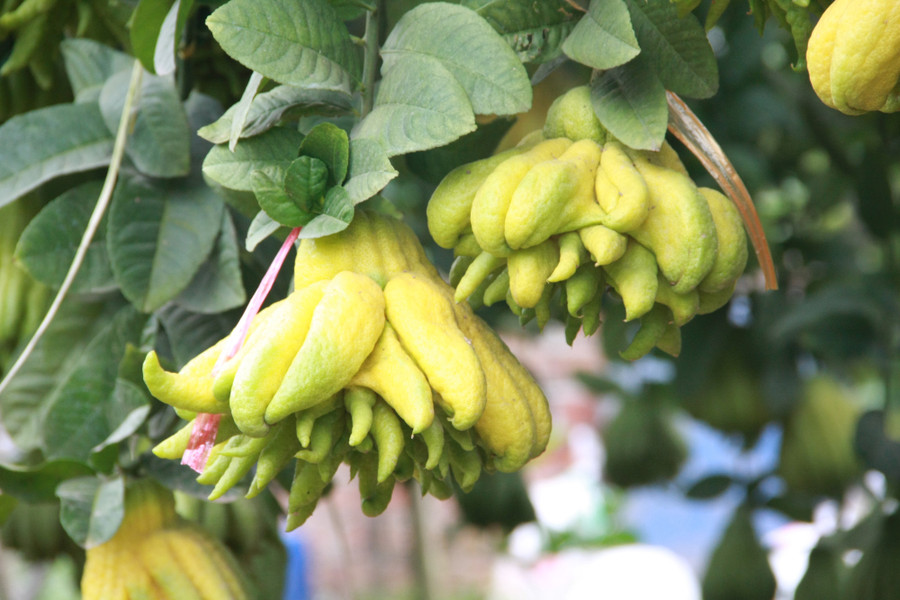 Những trái phật thủ có dáng đẹp, ngón to bung xòe, nhiều tầng như thế này được dân lái buôn và nhiều người chơi tìm về tận vườn đặt tiền trước từ nhiều tháng trước Tết.