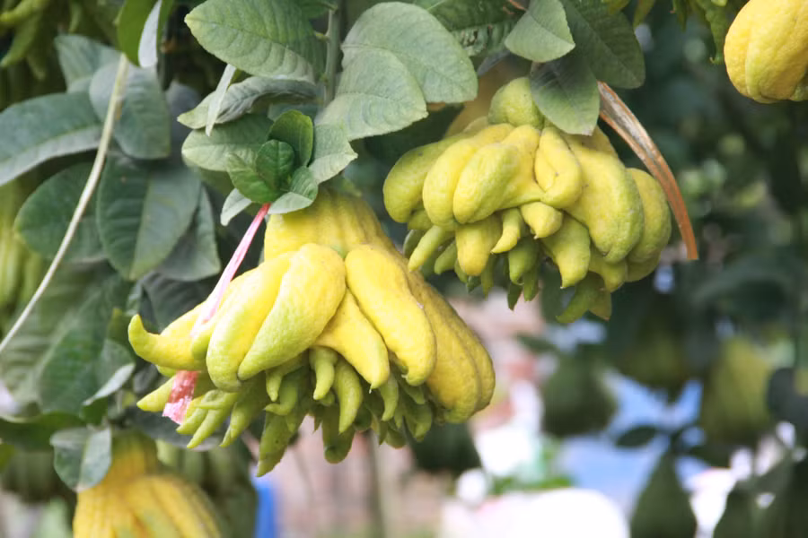 Những trái phật thủ có dáng đẹp, ngón to bung xòe, nhiều tầng như thế này được dân lái buôn và nhiều người chơi tìm về tận vườn đặt tiền trước từ nhiều tháng trước Tết.