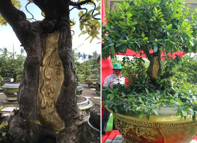 Cây mai trăm tuổi dát vàng 2 chữ “Tuệ - Sâm” - ẢNH: THIÊN LỘC