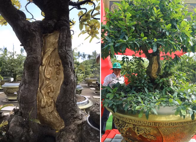 Cây mai trăm tuổi dát vàng 2 chữ “Tuệ - Sâm” - ẢNH: THIÊN LỘC