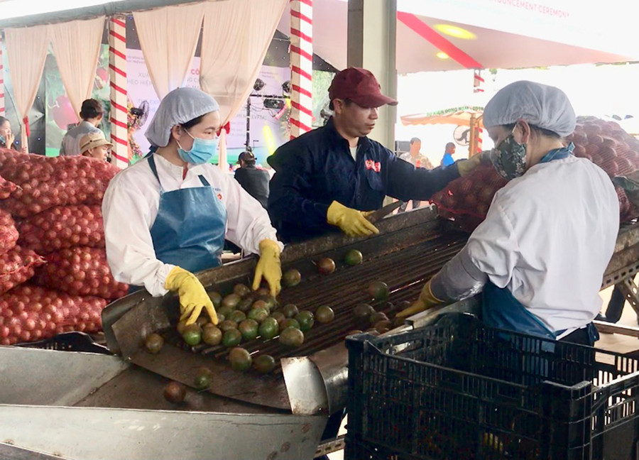 Dây chuyền chế biến chanh dây ở DOVECO Gia Lai. Ảnh: Vũ Thảo Dây chuyền chế biến chanh dây ở DOVECO Gia Lai. Ảnh: Vũ Thảo