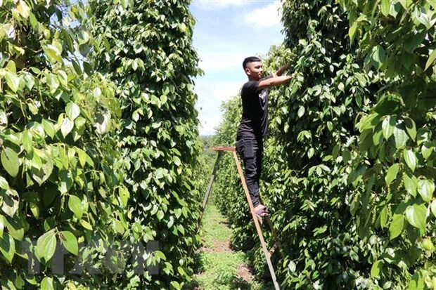 Nông dân tại Gia Lai chăm sóc vườn tiêu. (Ảnh: Hồng Điệp/TTXVN)