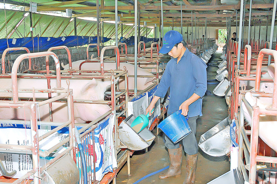 Hiện nay, trên địa bàn tỉnh đã hình thành một số trang trại chăn nuôi heo tập trung khép kín, ứng dụng công nghệ cao. Ảnh: Đức Thụy  Hiện nay, trên địa bàn tỉnh đã hình thành một số trang trại chăn nuôi heo tập trung khép kín, ứng dụng công nghệ cao. Ảnh: Đức Thụy
