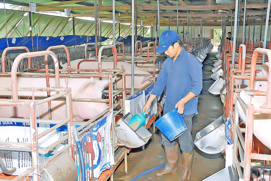 Hiện nay, trên địa bàn tỉnh đã hình thành một số trang trại chăn nuôi heo tập trung khép kín, ứng dụng công nghệ cao. Ảnh: Đức Thụy