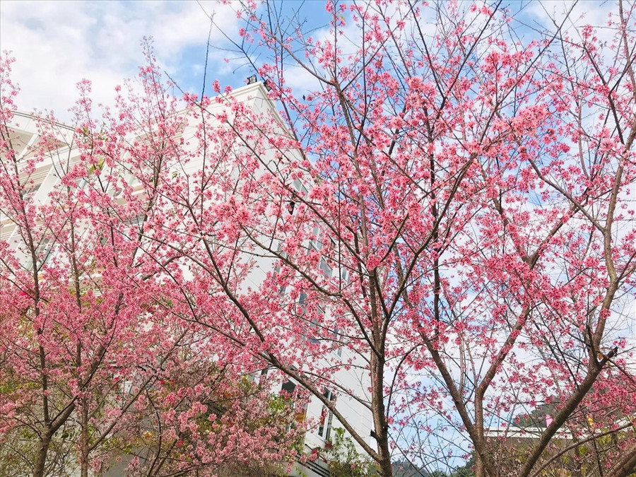 Nhắc đến Mộc Châu, mọi người thường nghĩ ngay tới sắc trắng tinh khôi của hoa mận, hoa mơ,… Năm nay, Mộc Châu được tô điểm thêm sắc hồng của hoa mai anh đào. Nhắc đến Mộc Châu, mọi người thường nghĩ ngay tới sắc trắng tinh khôi của hoa mận, hoa mơ,… Năm nay, Mộc Châu được tô điểm thêm sắc hồng của hoa mai anh đào.