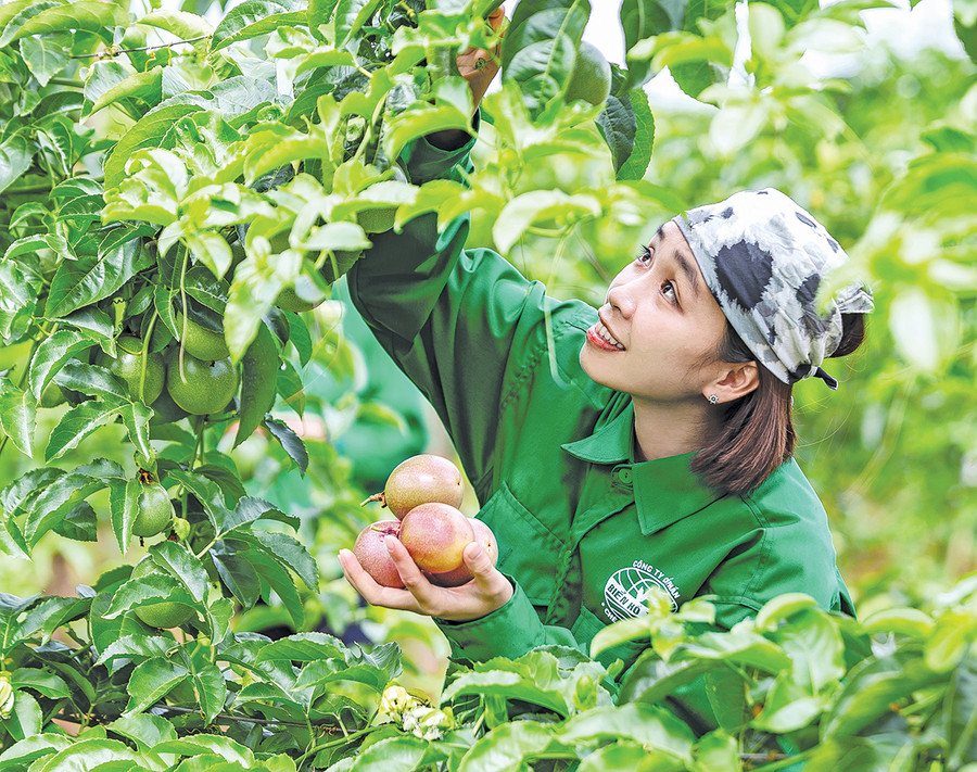 Thu hoạch chanh dây. Ảnh: Nguyễn Linh Vinh Quốc
