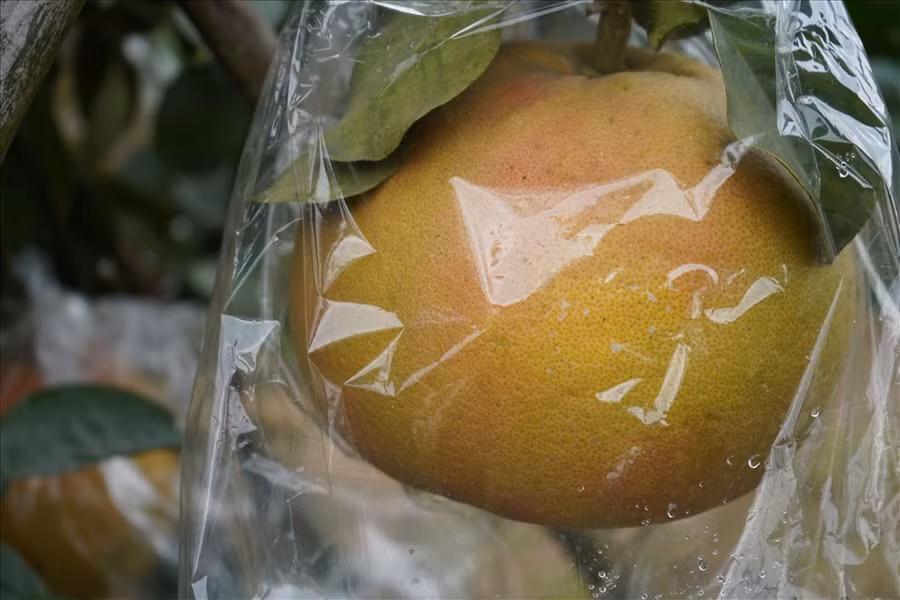  Khác với bưởi vàng được bọc kín bằng nhiều lớp vải, bưởi đỏ được bà Vườn cẩn thận bọc bằng túi ni-lông trong suốt để bưởi hấp thụ ánh sáng, cho màu đỏ óng, đẹp đẽ. Ảnh Mai Dung