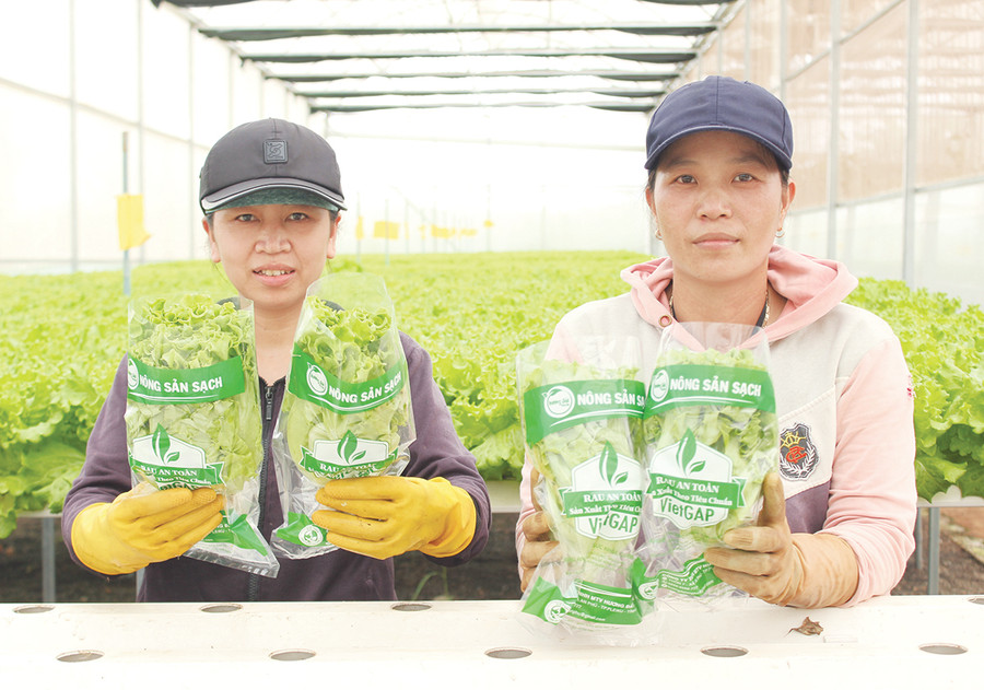 Công nhân Công ty TNHH một thành viên Hương Đất An Phú (TP. Pleiku) thu hoạch rau thủy canh. Ảnh: Nguyễn Diệp Công nhân Công ty TNHH một thành viên Hương Đất An Phú (TP. Pleiku) thu hoạch rau thủy canh. Ảnh: Nguyễn Diệp