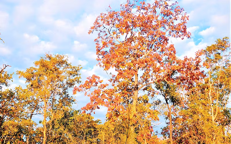 Dưới nền trời xanh ngắt của mùa khô Tây Nguyên càng tô thêm sắc màu rực rỡ của rừng khộp mùa thay lá.