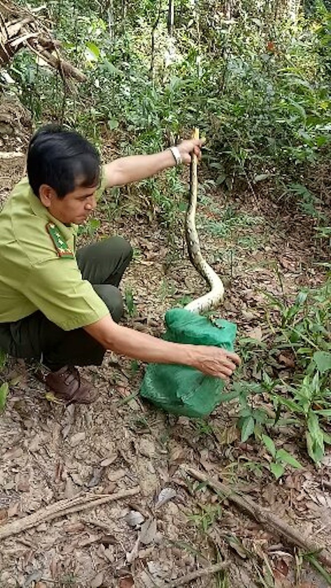 Những cái bẫy thú rừng của kẻ xấu - Ảnh: Trần Hiếu
