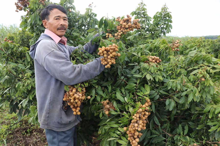 Ông Lê Văn Dũng (thôn An Định, xã Cư An, huyện Đak Pơ) bên vườn nhãn trĩu quả. Ảnh Ngọc Minh