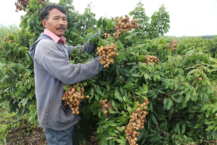 Ông Lê Văn Dũng (thôn An Định, xã Cư An, huyện Đak Pơ) bên vườn nhãn trĩu quả. Ảnh Ngọc Minh