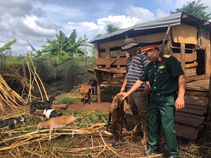 Thực hiện chủ trương xóa 1 hộ đói, giảm 1 hộ nghèo, Ban CHQS huyện Chư Pu7h hỗ trợ dê giống để giúp các gia đình vươn lên thoát nghèo 