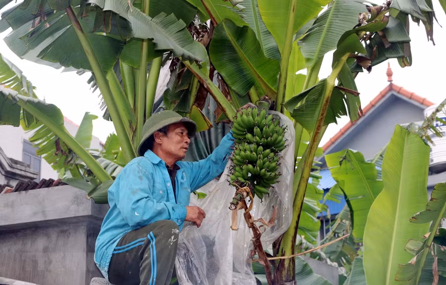 Vườn chuối hơn 2 sào của ông Trần Xuân Lưu, xã Hòa Hậu, huyện Lý Nhân (Hà Nam) cũng chỉ thu hoạch được 2 buồng vào dịp Tết Nguyên đán Tân Sửu. (Ảnh: Nguyễn Chinh/TTXVN)