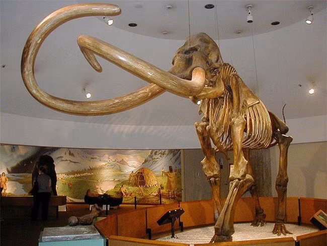 Đến nay, loài người vẫn chưa tìm ra được đáp án chính xác về nguyên nhân tuyệt chủng của voi ma mút. Nhiều ý kiến được đưa ra để giải thích cho hiện tượng này như băng tan làm môi trường sống bị thu hẹp, nhiệt độ nóng lên làm voi ma mút chết hàng loạt. Một số ý kiến khác cho rằng có thể voi ma mút bị dịch bệnh truyền nhiễm chết hàng loại, hoặc cũng có thể do con người săn bắt quá mức.