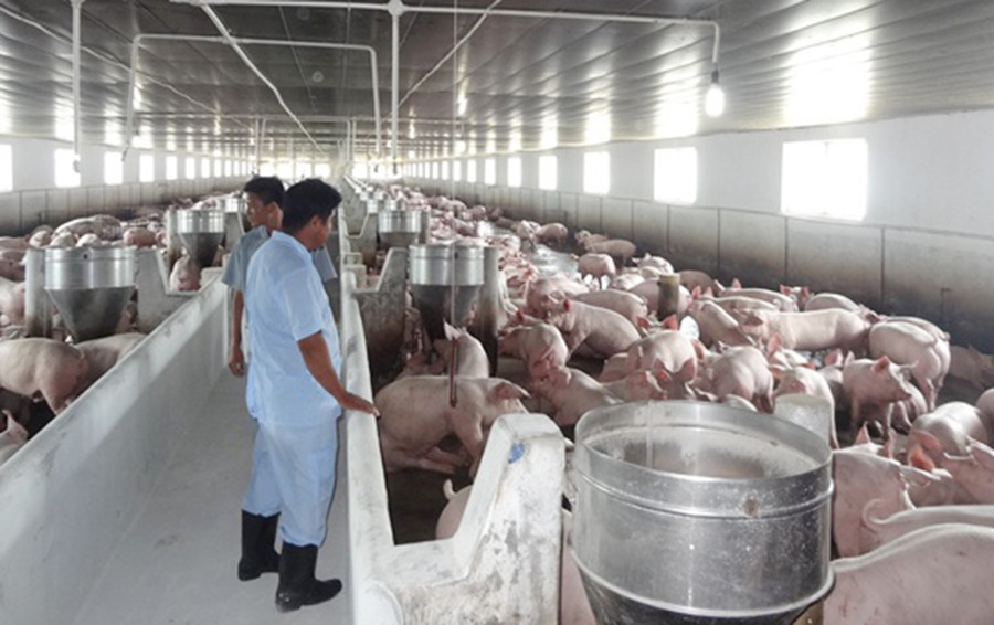 Chăn nuôi theo hướng an toàn sinh học giúp hạn chế dịch bệnh. Ảnh: Nguyễn Diệp Chăn nuôi theo hướng an toàn sinh học sẽ hạn chế được dịch bệnh. Ảnh: Nguyễn Diệp