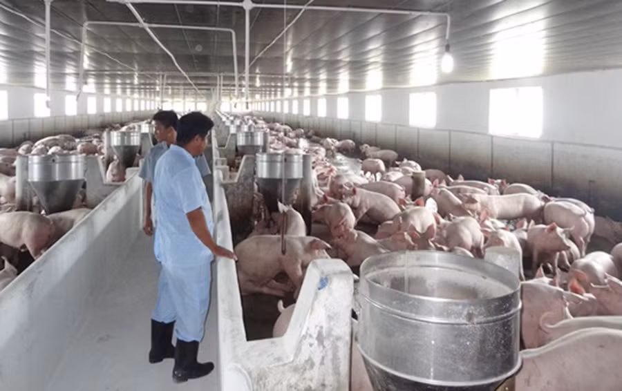 Chăn nuôi theo hướng an toàn sinh học sẽ hạn chế được dịch bệnh. Ảnh: Nguyễn Diệp